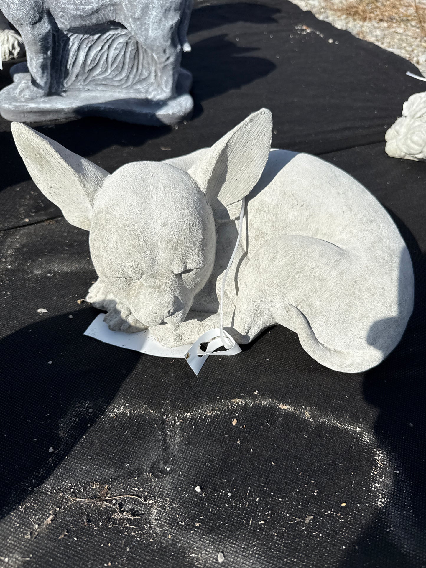 Dog - Chihuahua Laying