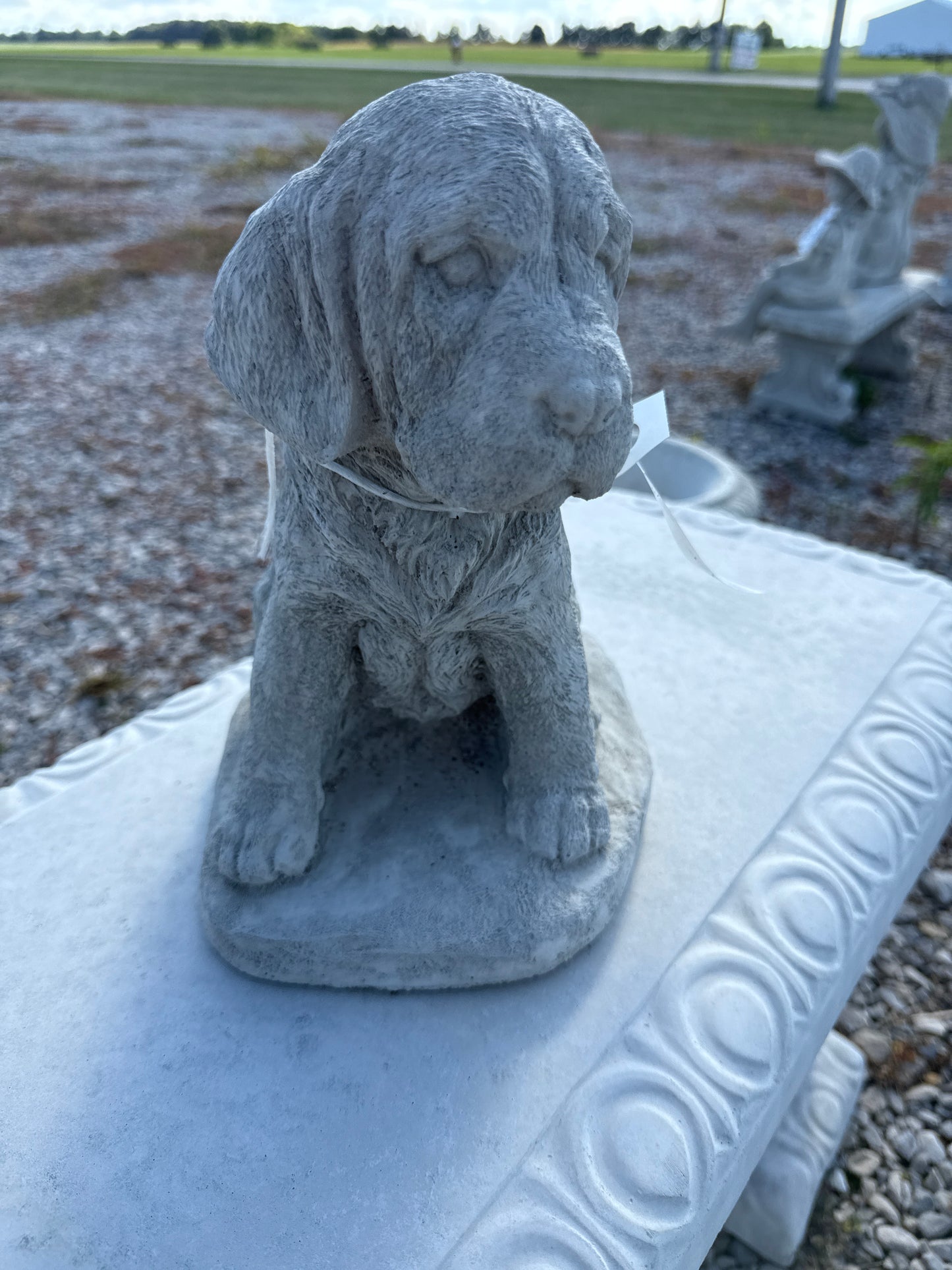 Dog - Puppy Labrador