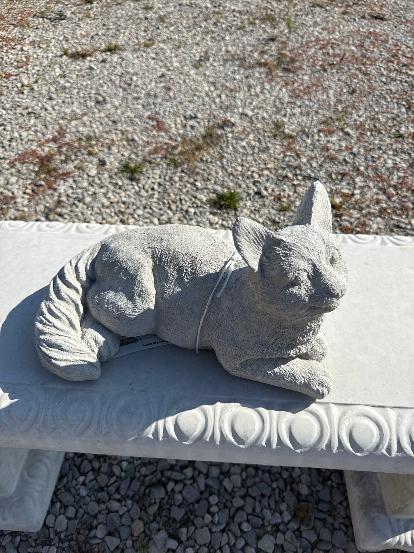 Cat - Bushy Tail Laying