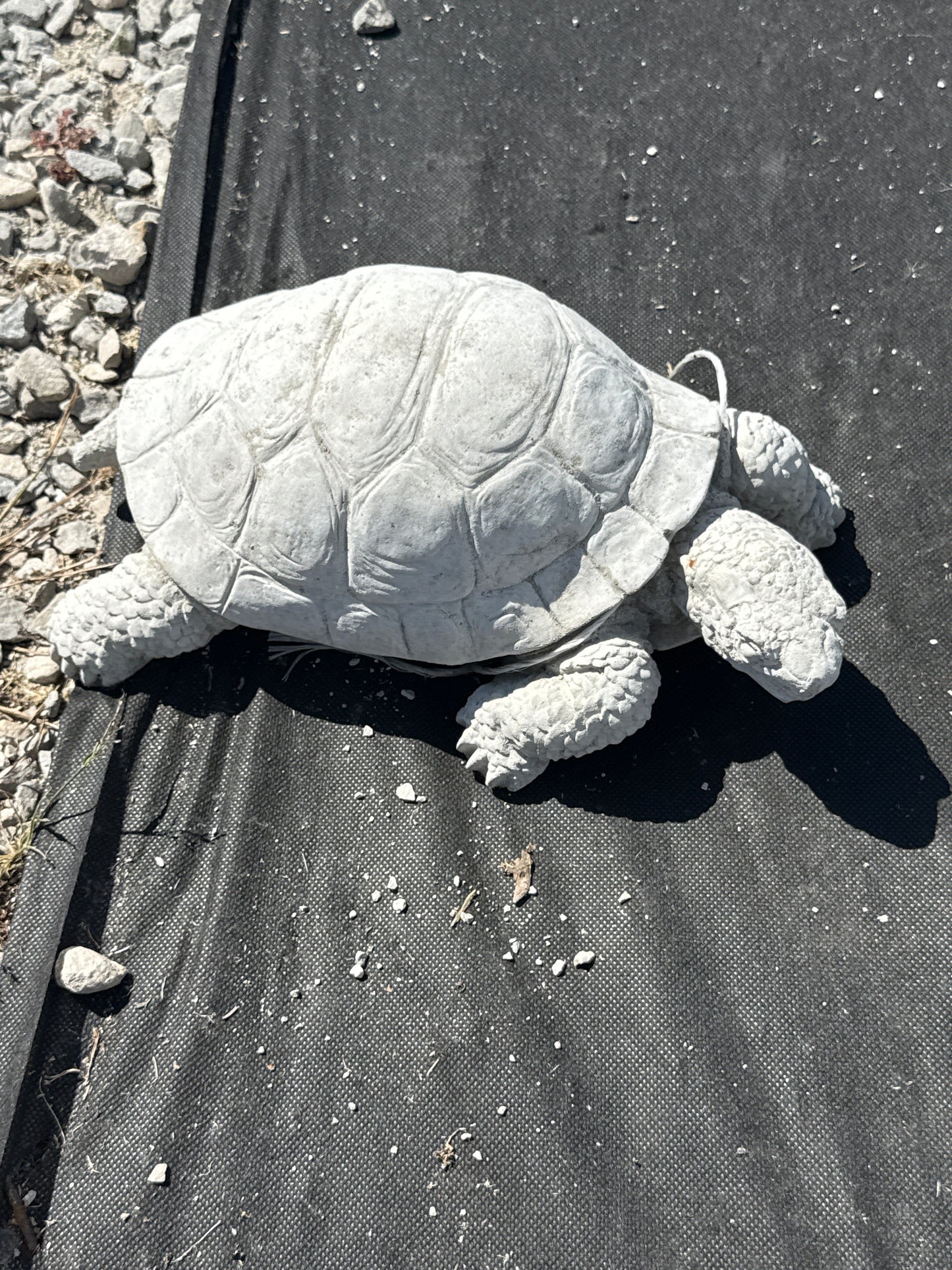 Turtle - Western Painted Lg