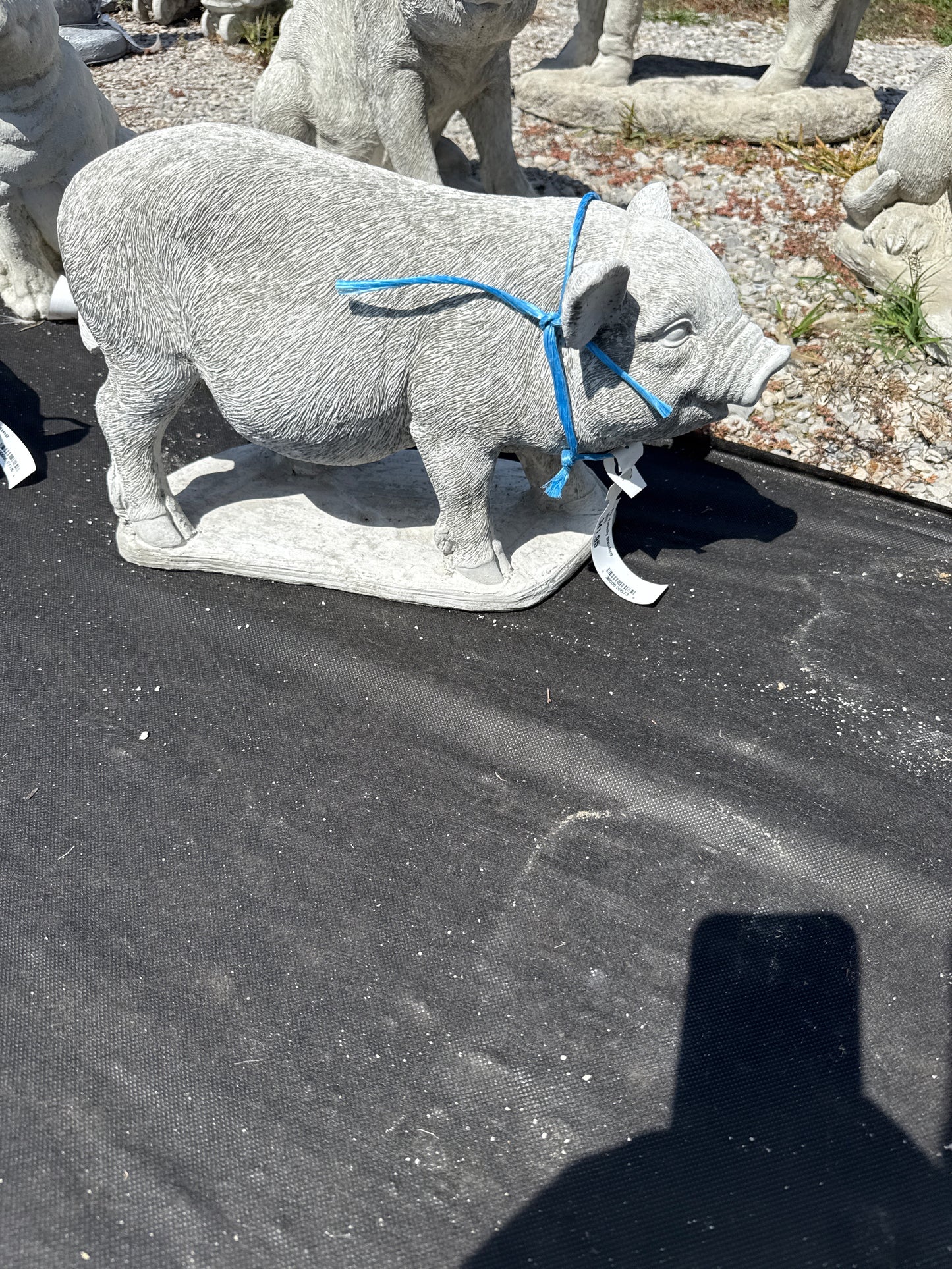 Pig - Potbelly Standing