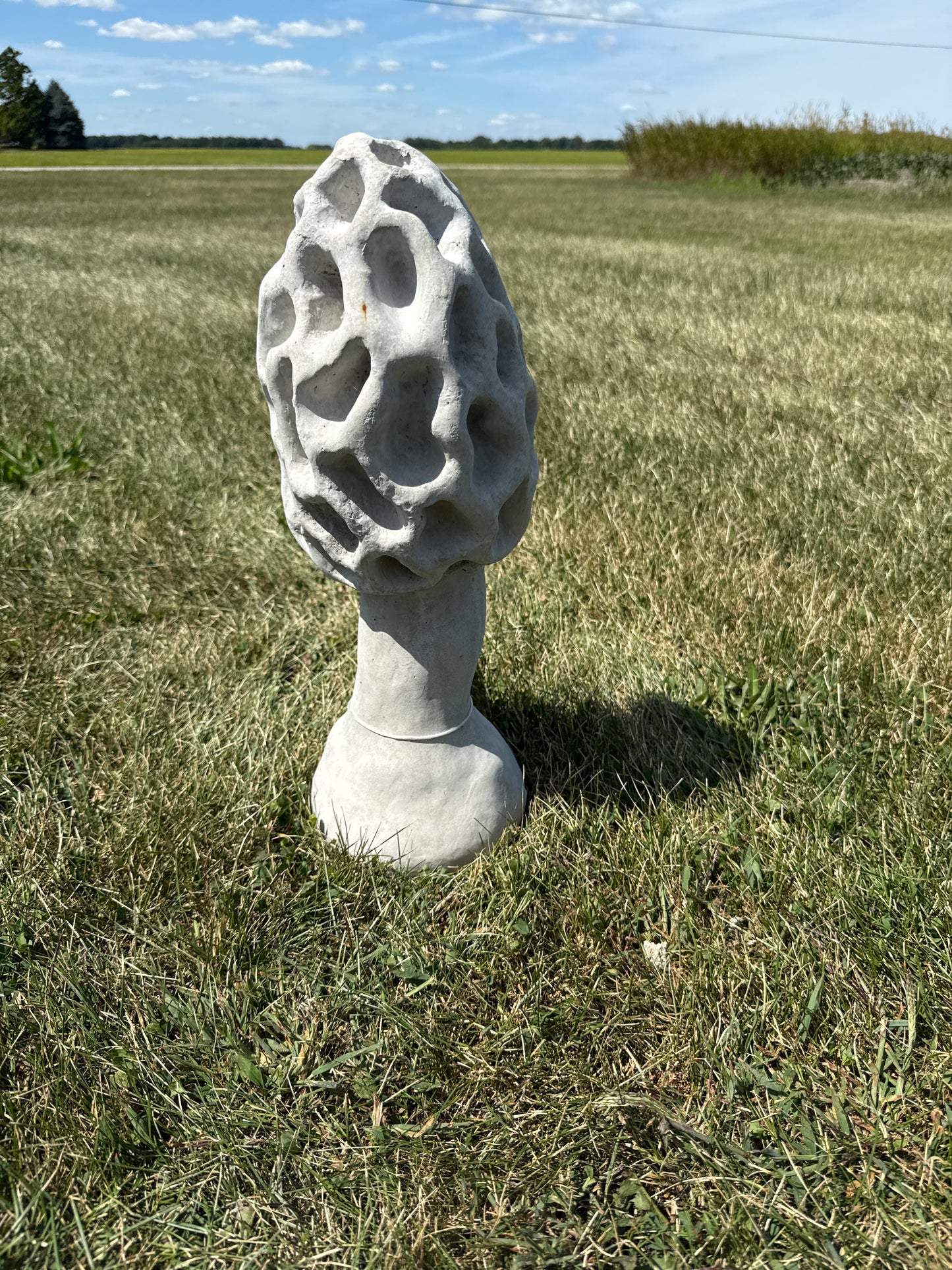 Mushroom - Large Morel