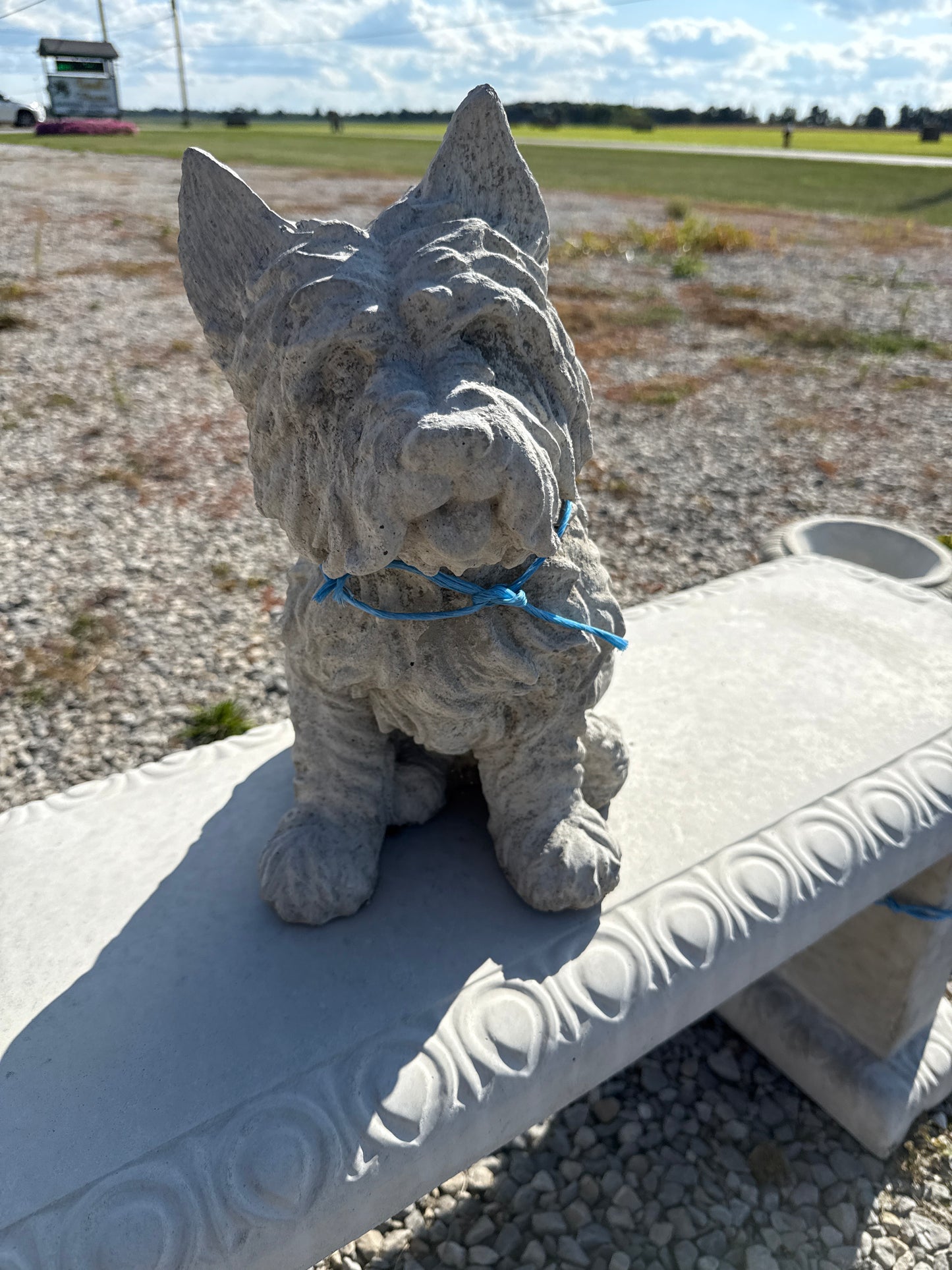 Dog - Scottie Sitting