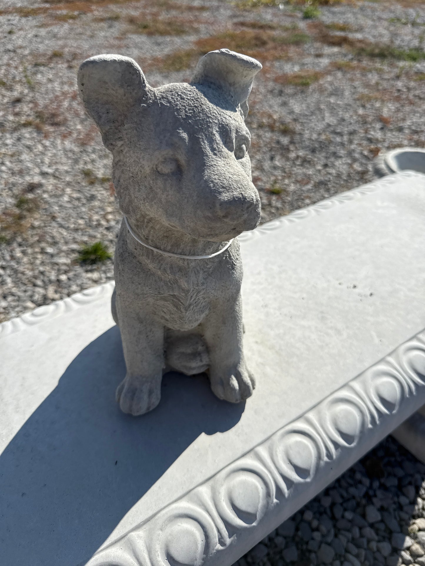 Dog - Puppy German Shepherd