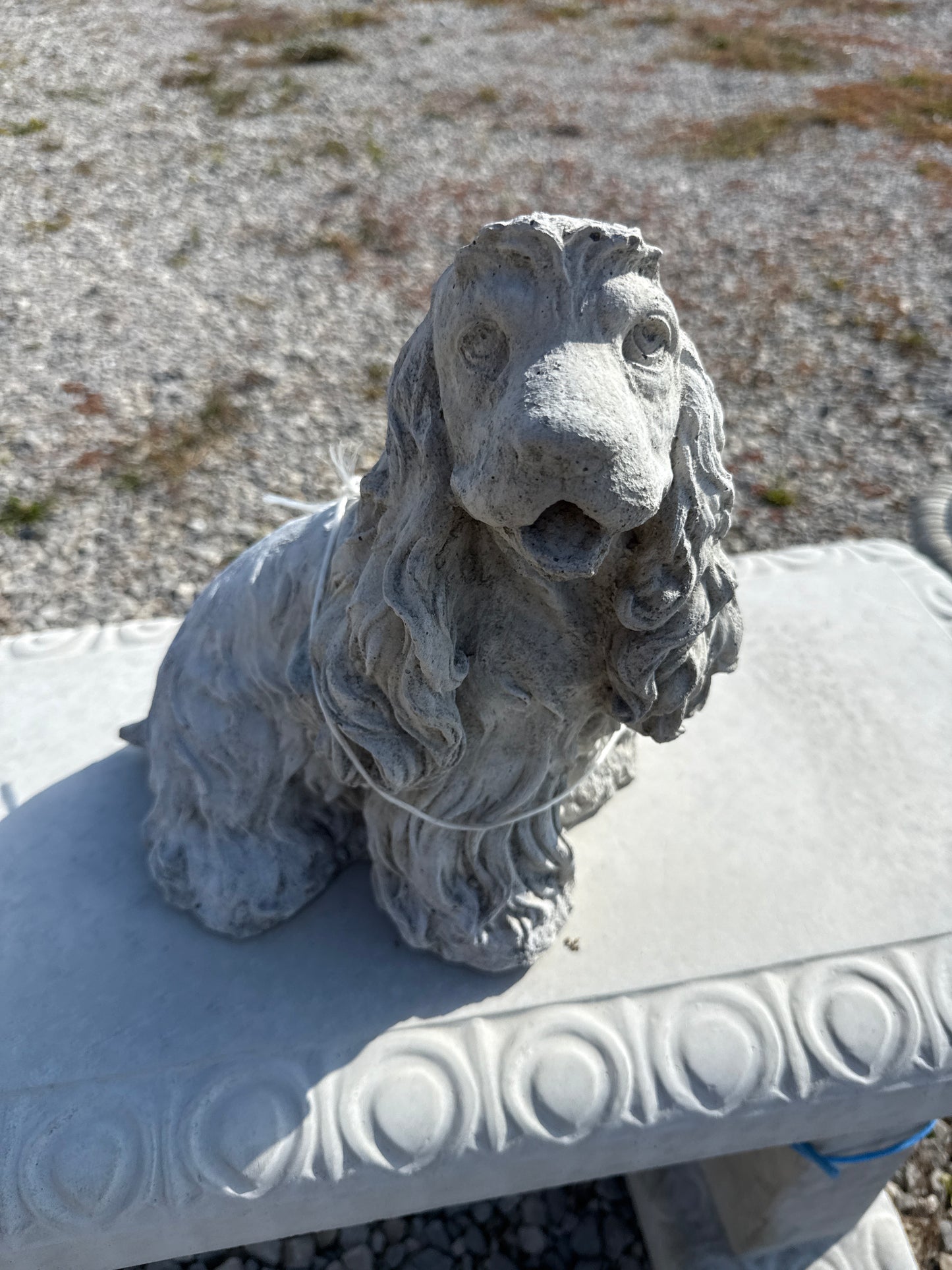 Dog - Cocker Spaniel Md Detailed