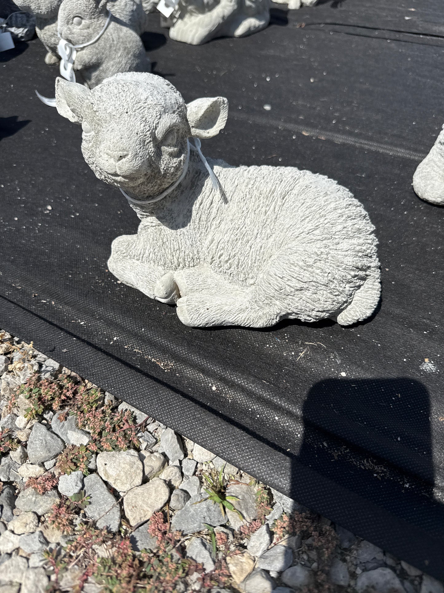 Lamb - Laying Baby