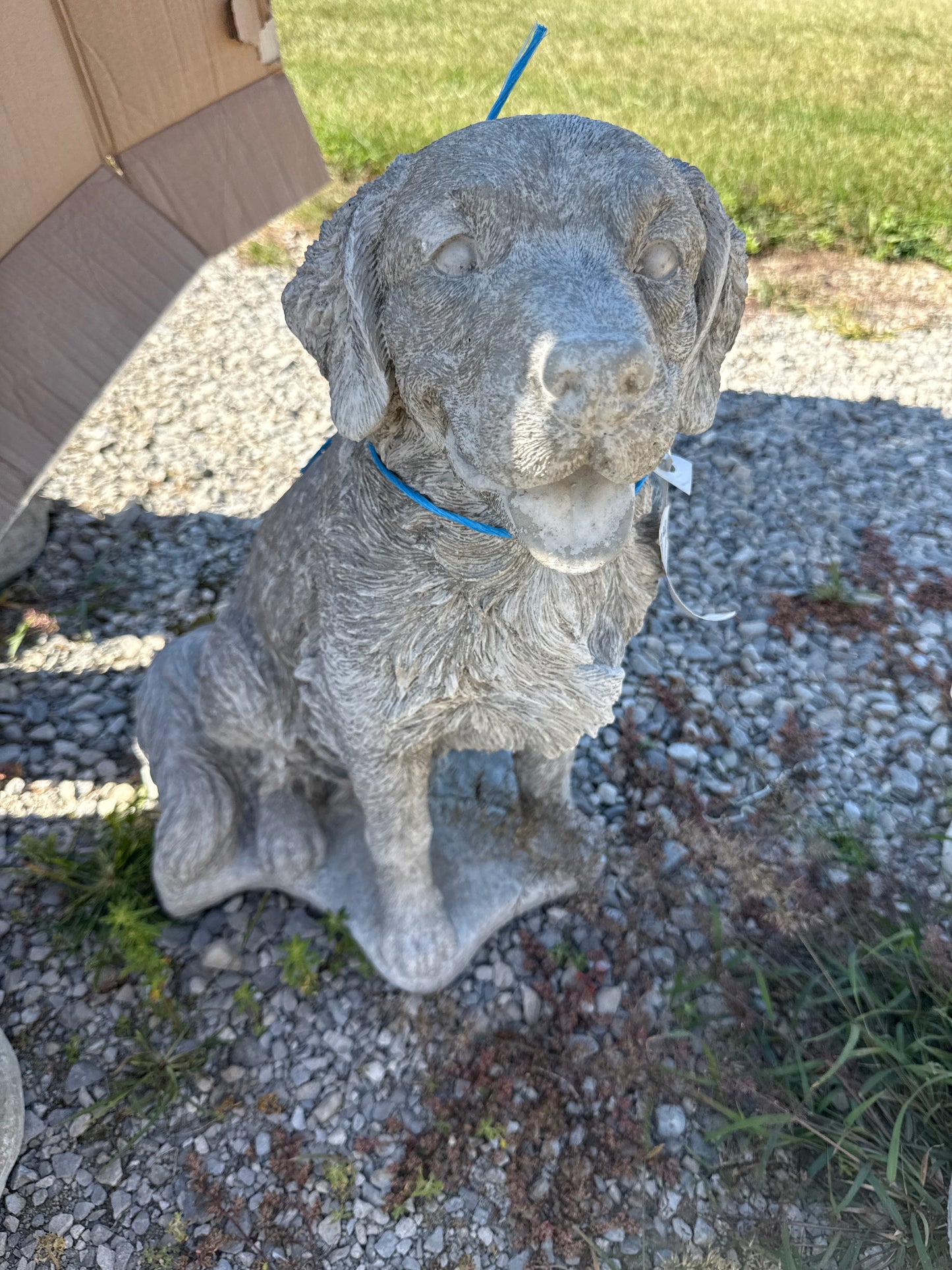 Dog - Golden Retriever Sit Md