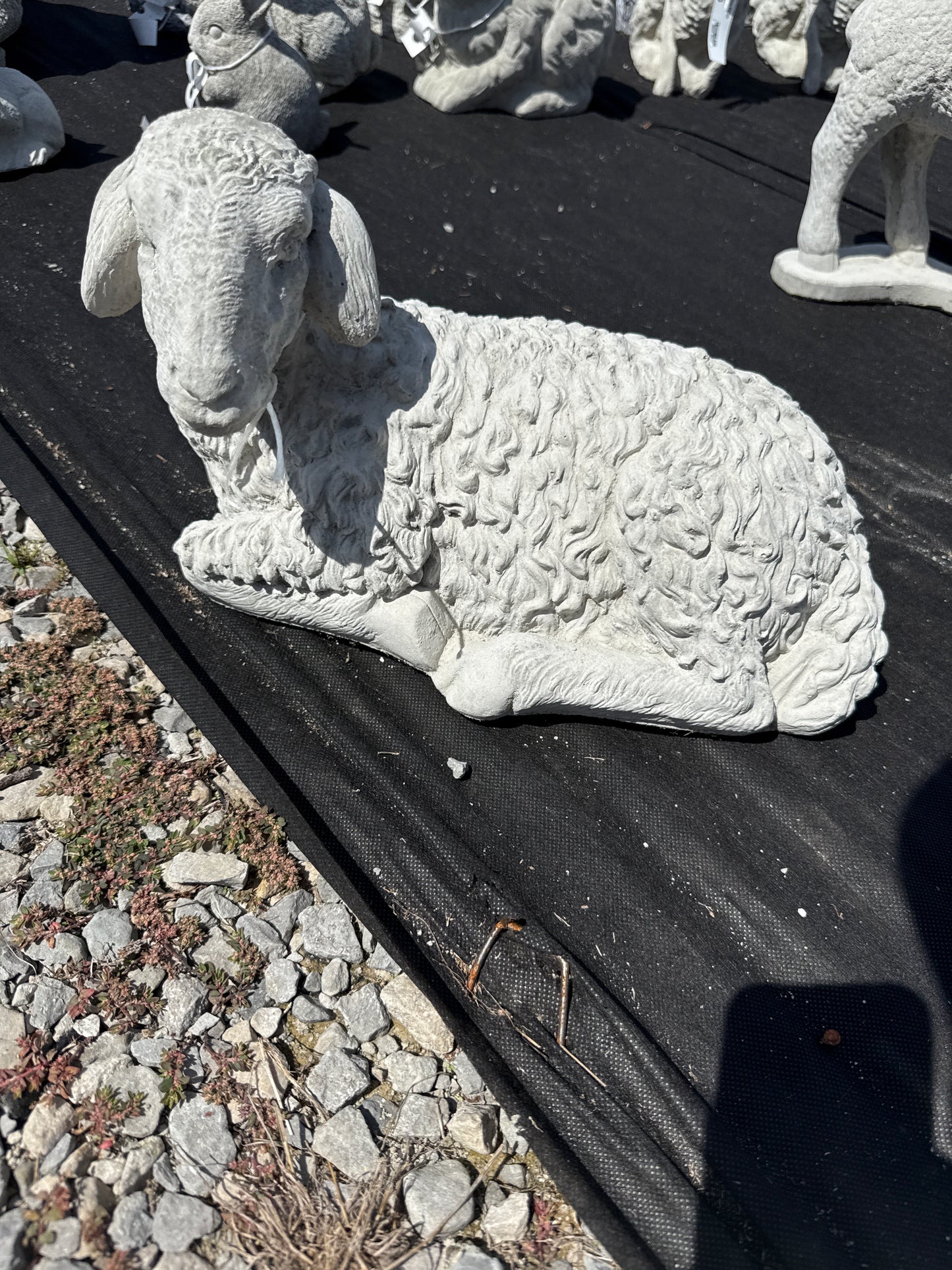 Lamb - Laying w/Ears Down