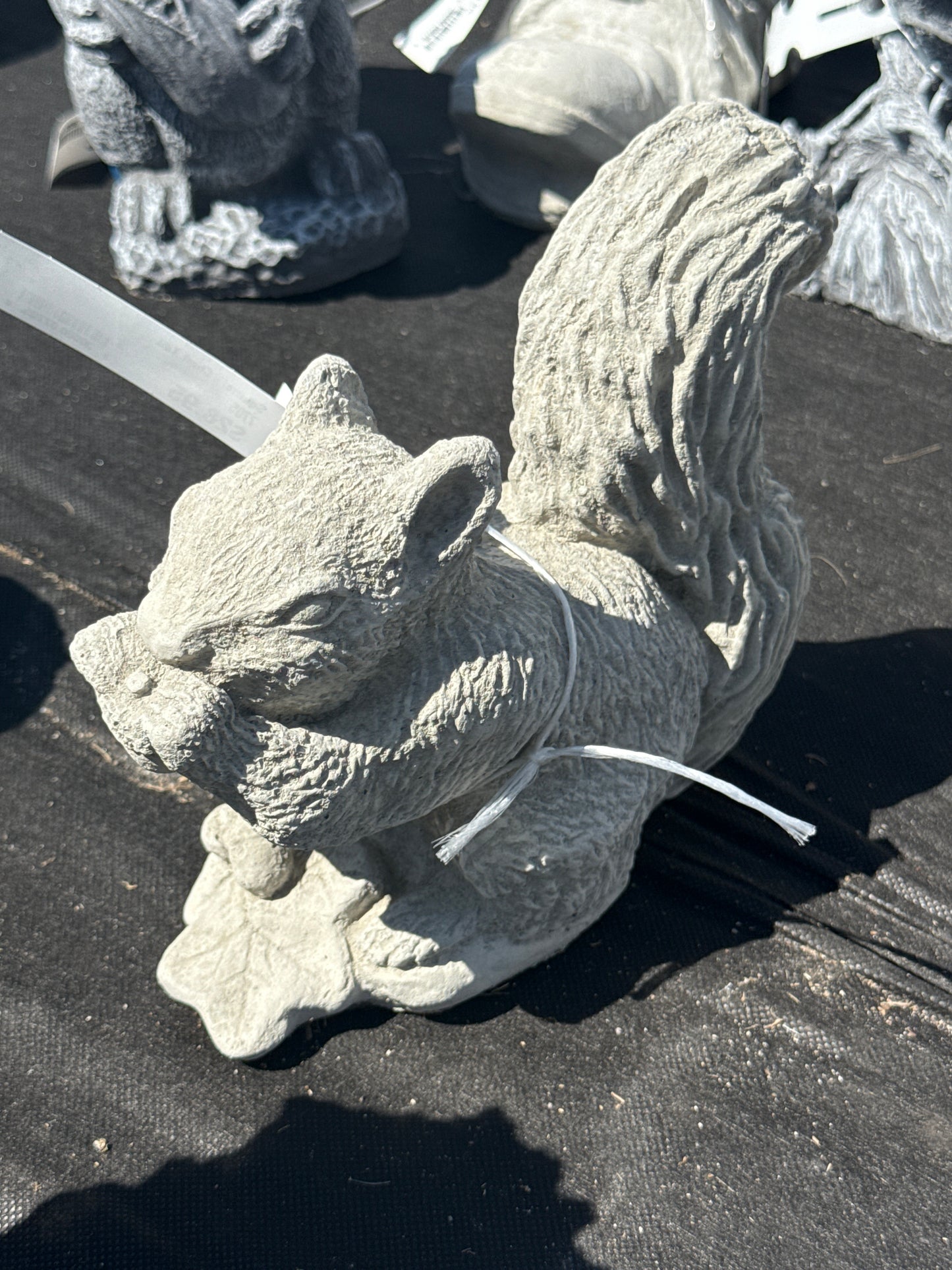 Squirrel - Short Tail