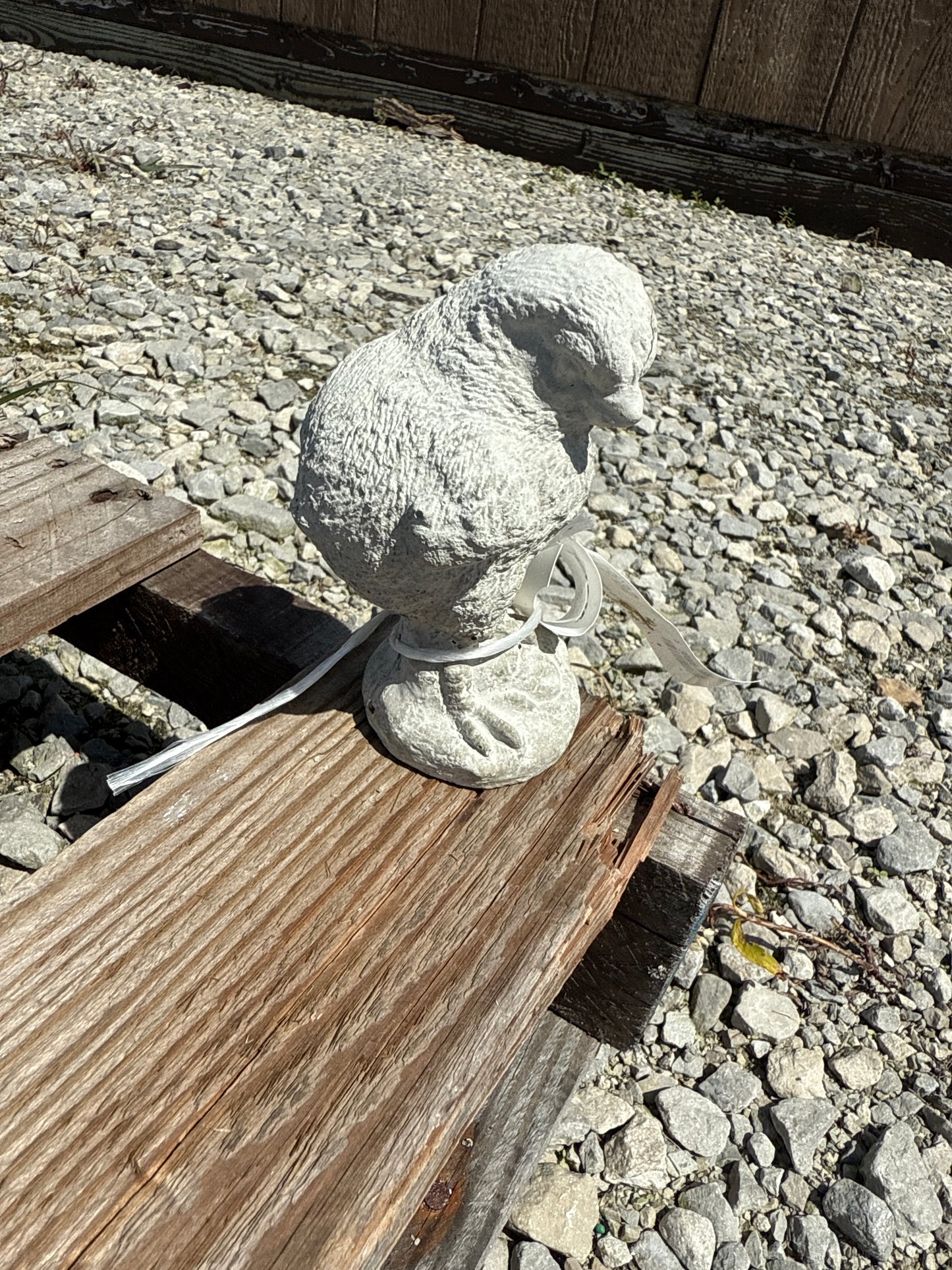 Bird - Chicken Peep
