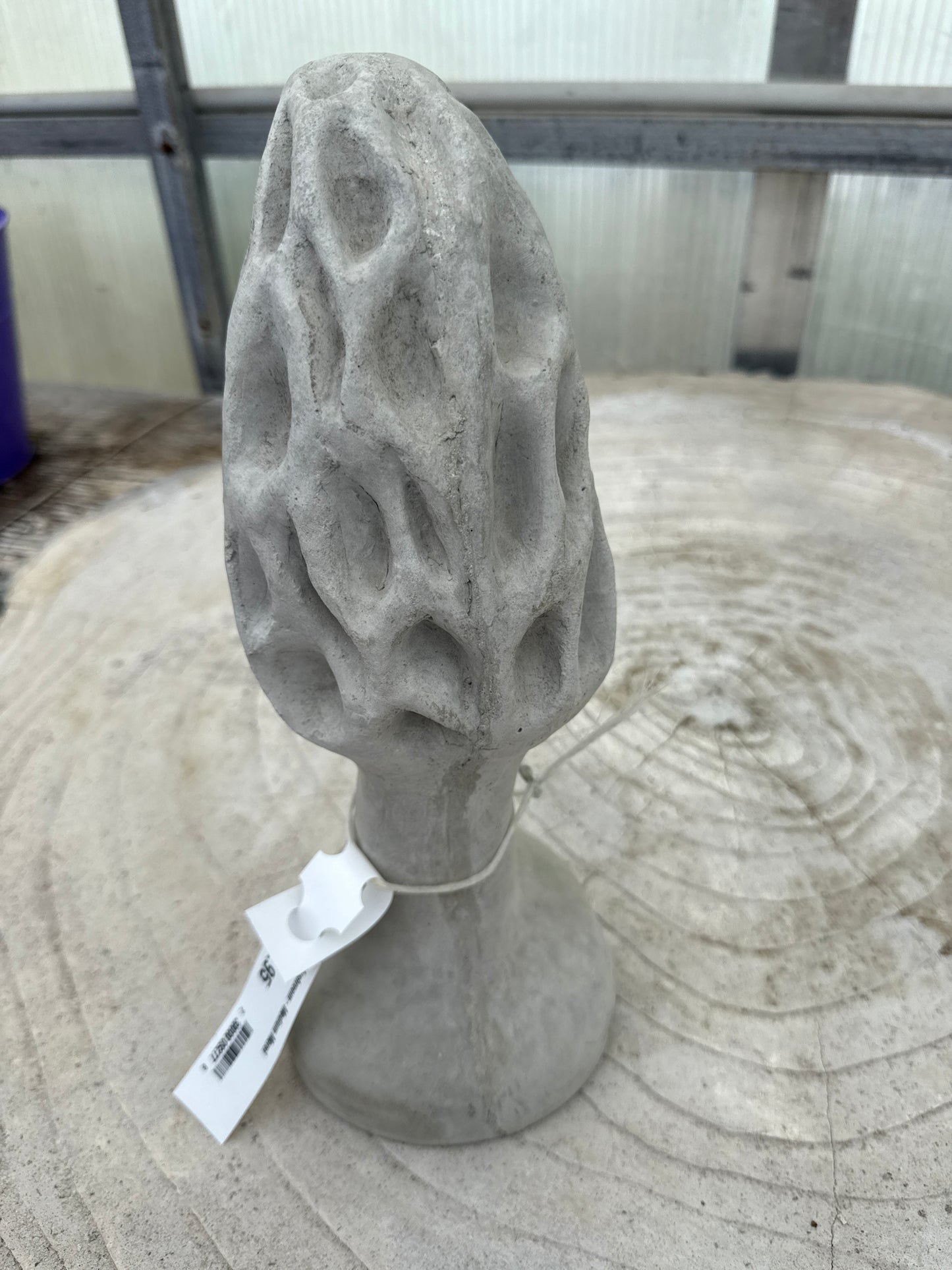 Mushroom - Medium Morel