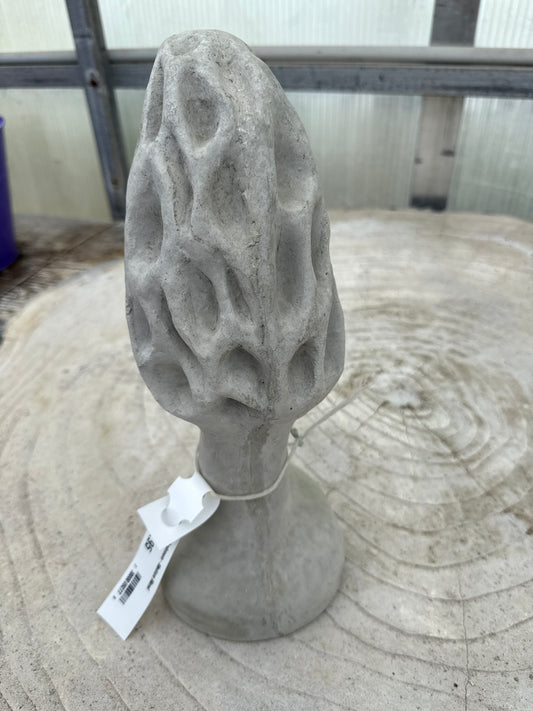 Mushroom - Medium Morel