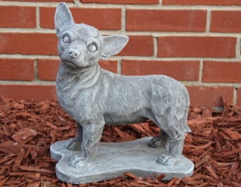 Chihuahua Standing