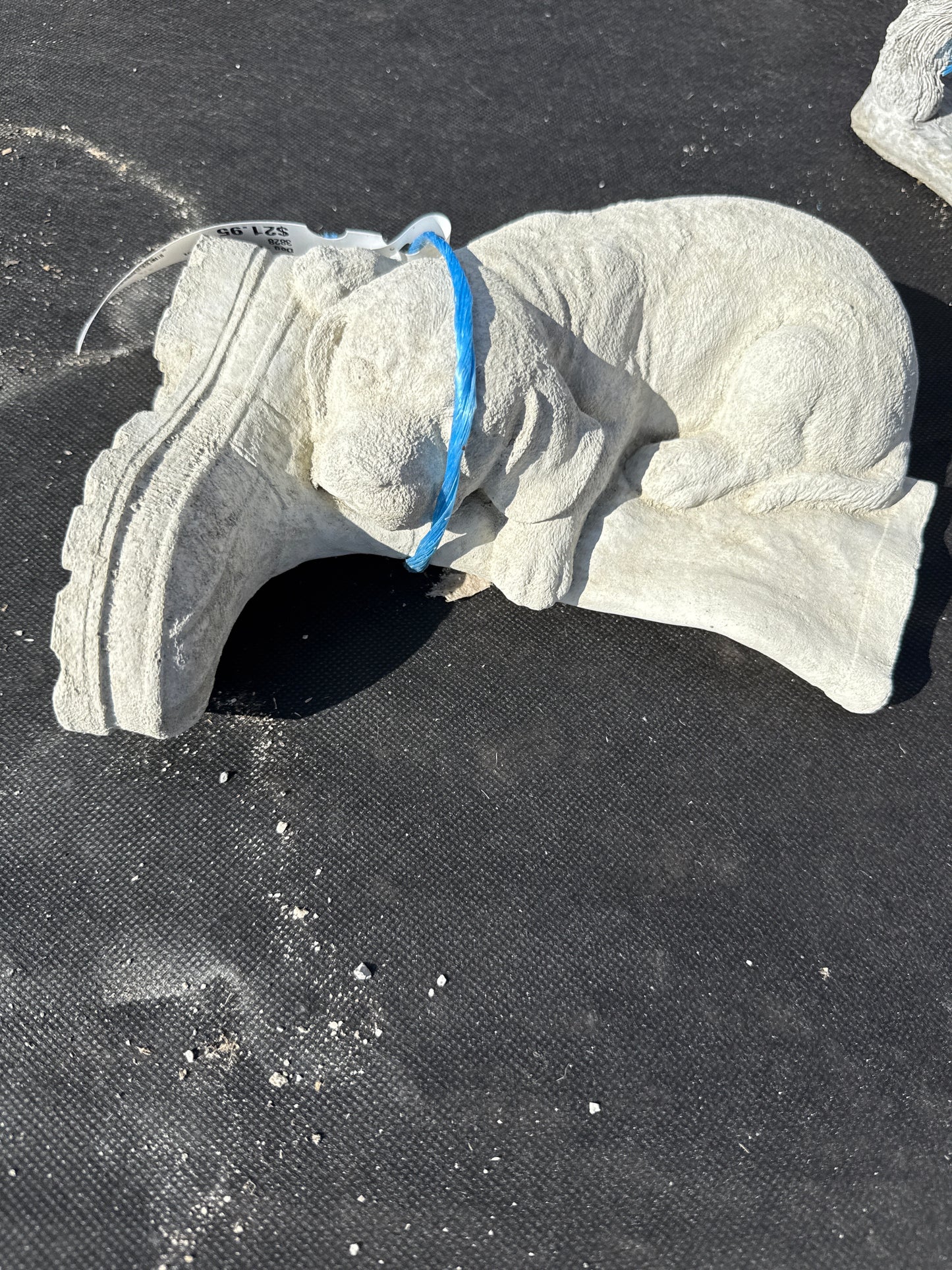 Dog - Puppy on a Boot