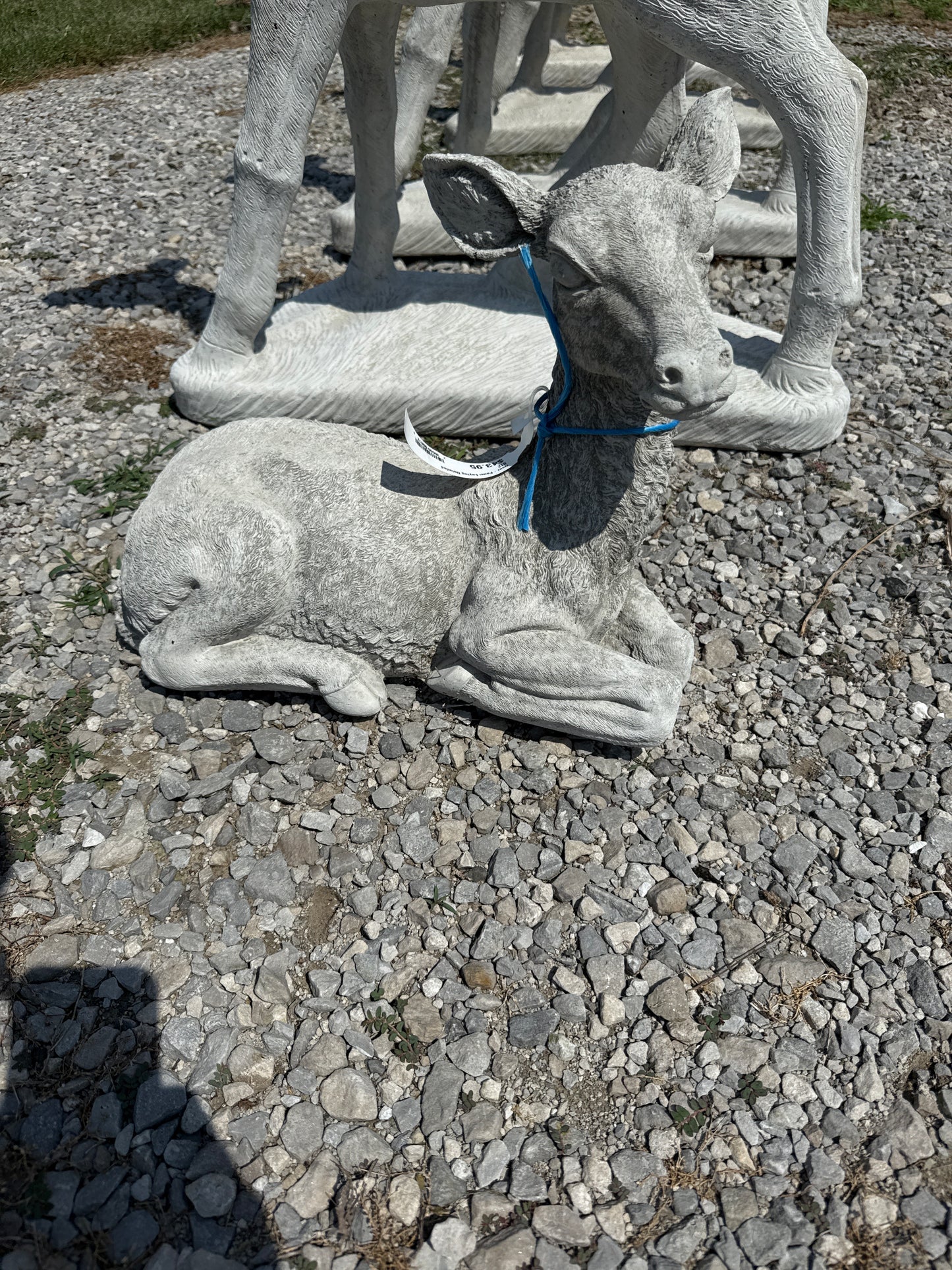 Deer - Fawn Laying Detailed