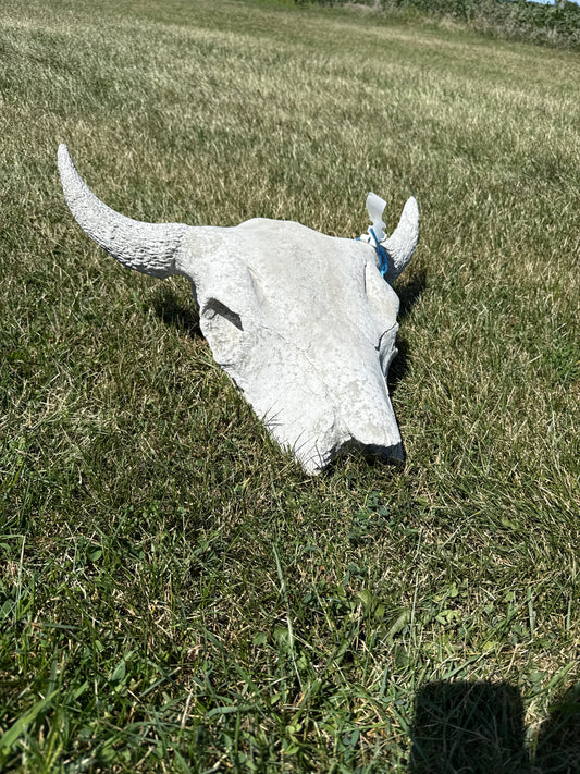 Buffalo Skull