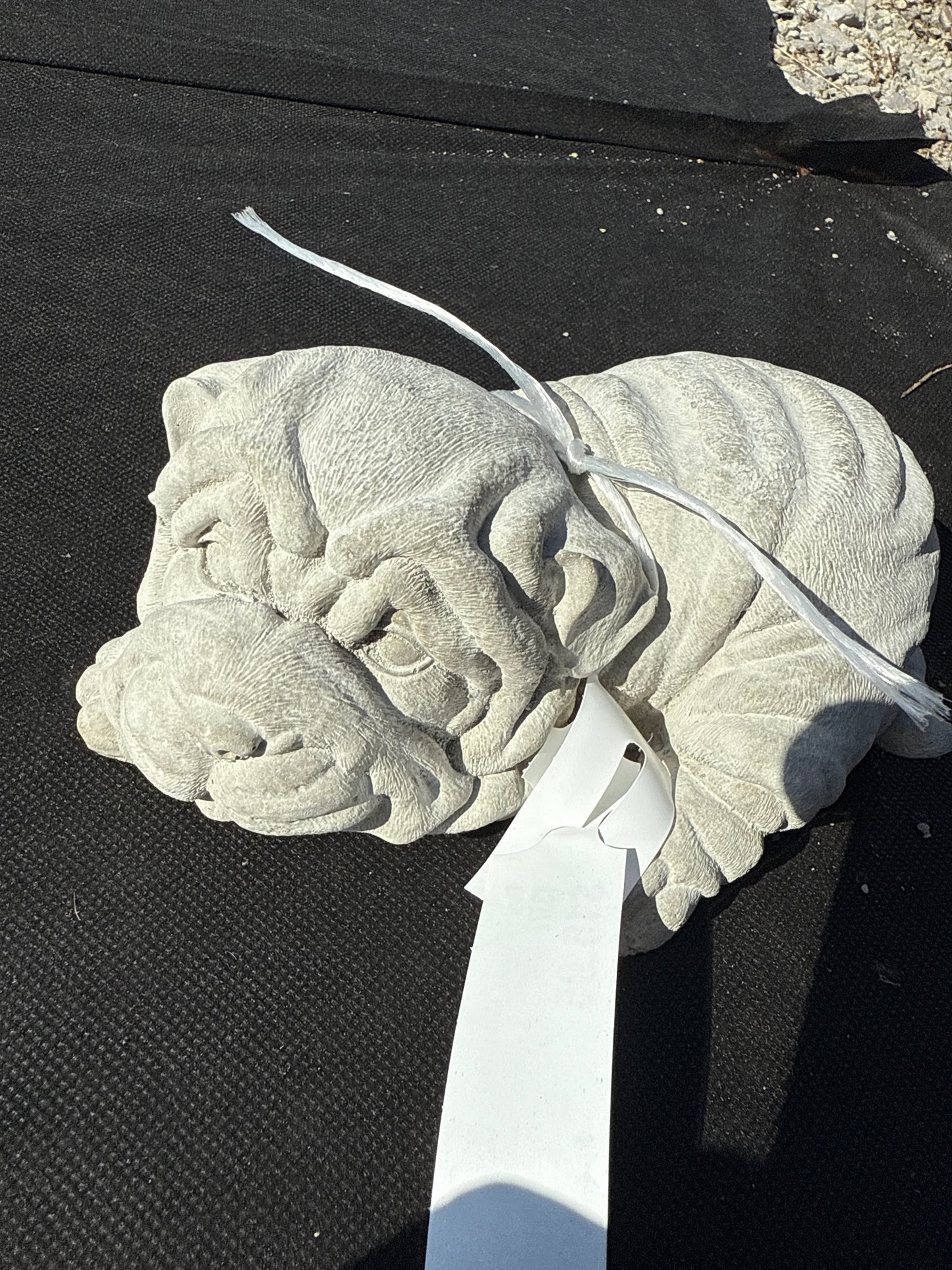 Dog - Puppy Wrinkled