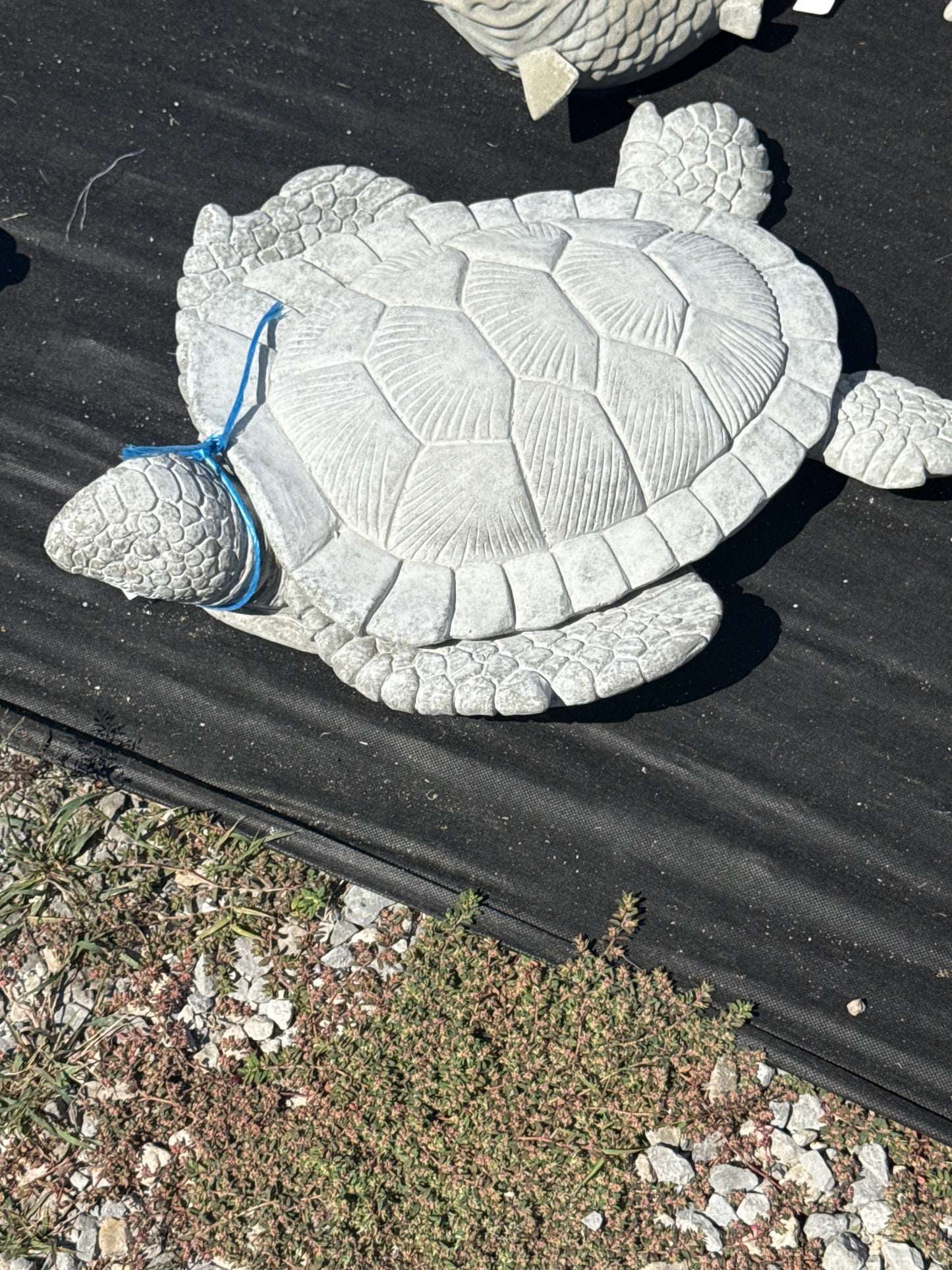 Turtle - Sea Turtle