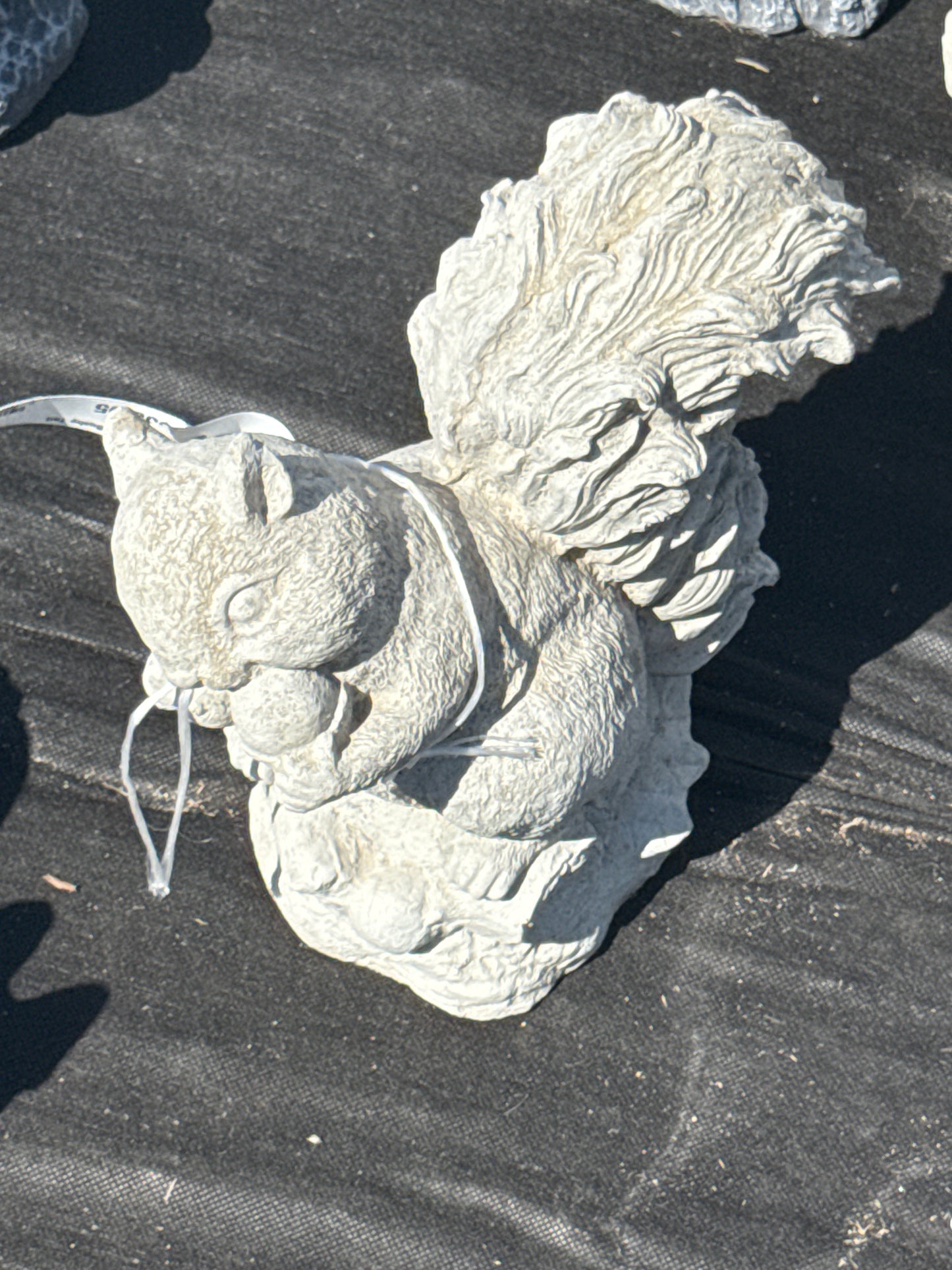 Squirrel - Bushy Tail