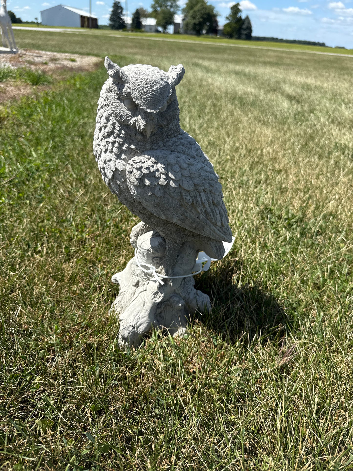 Bird - Owl Screech Detailed