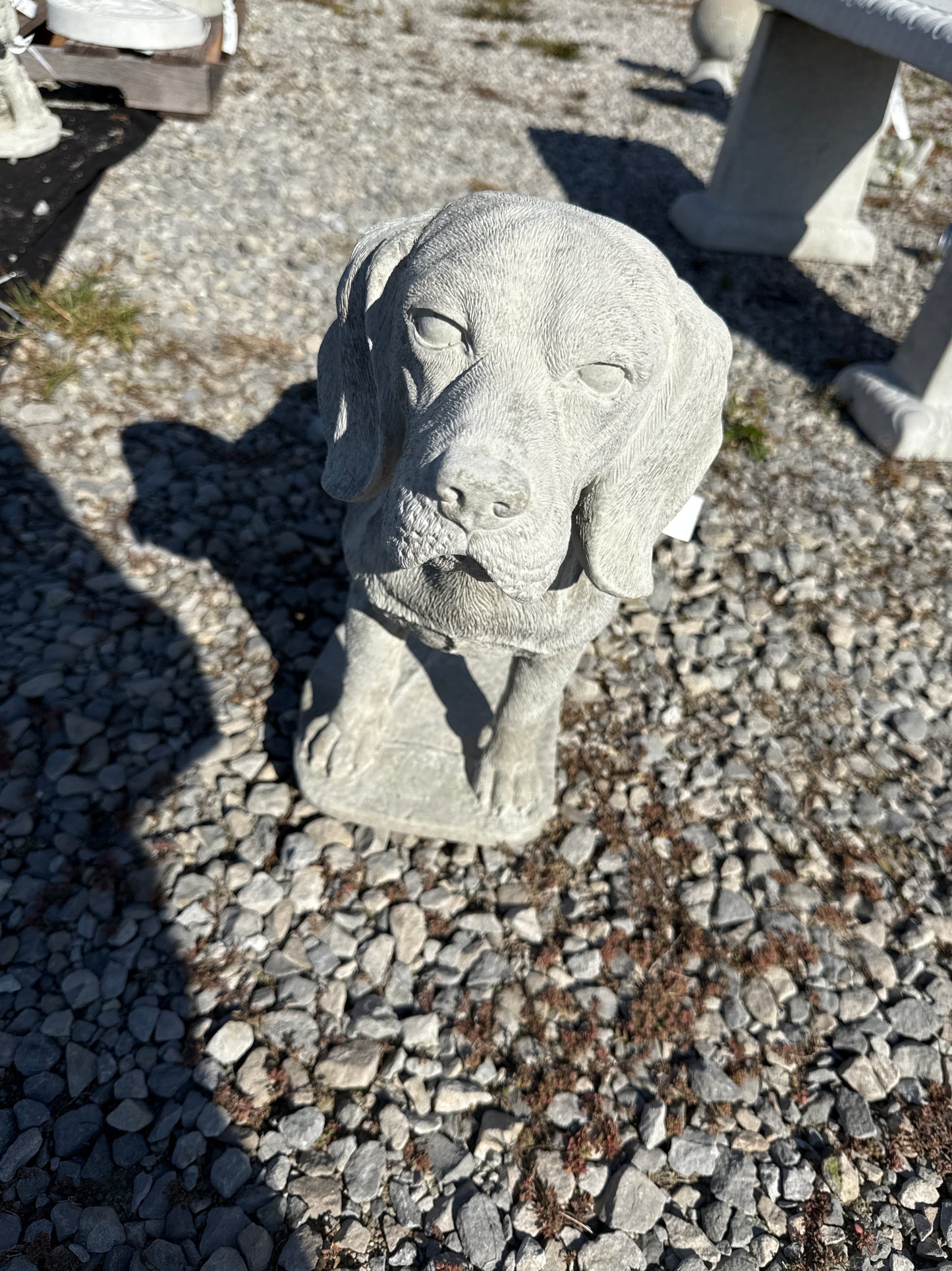 Dog - Beagle Standing