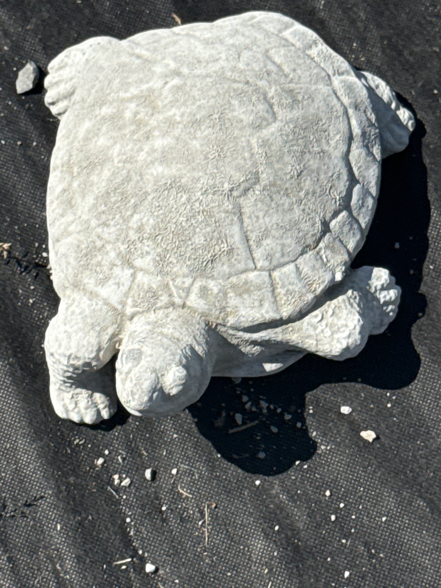 Turtle - Diamondback