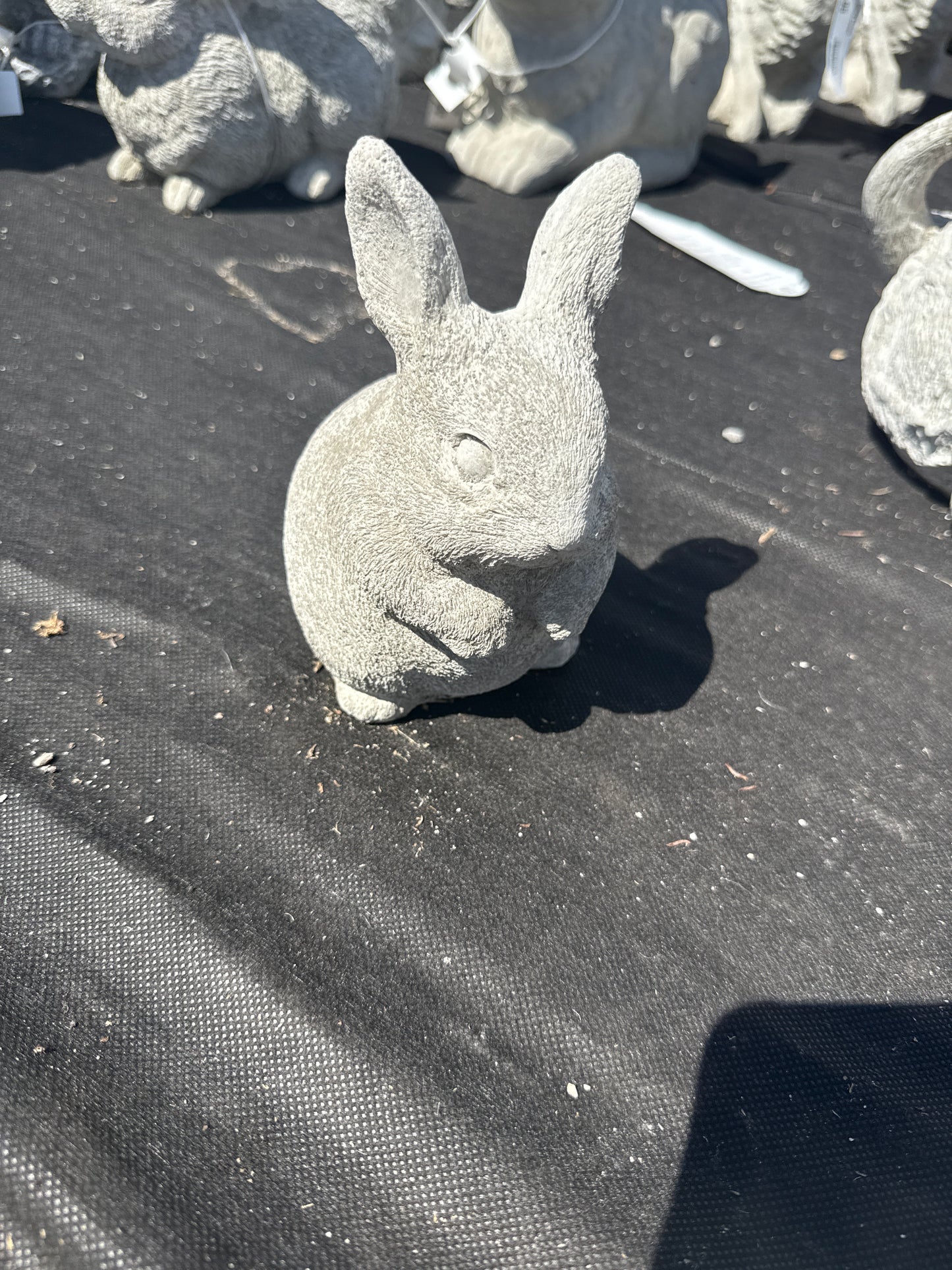 Rabbit - Bunny Chubby