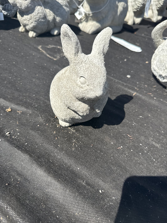 Rabbit - Bunny Chubby