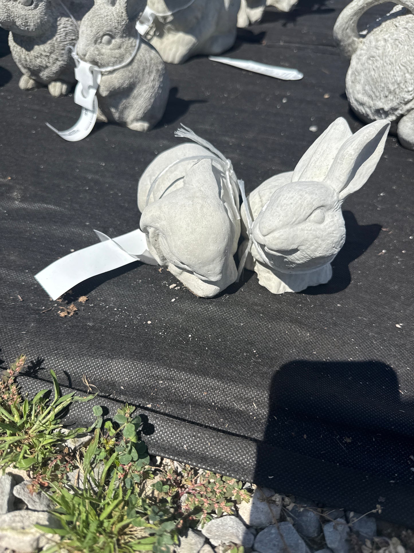 Rabbit - Bunny Buddy Pair